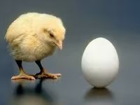 Chickens — الصورة 2