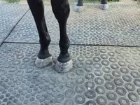 Kobyła, Nonius horse — zdjęcie 4