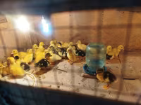 Ducks — Foto 4