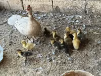 Domestic Muscovy — photo 1