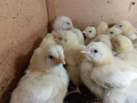 Chickens — الصورة 3