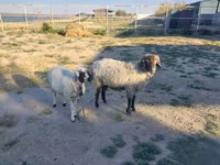 كبش, Arabi sheep — الصورة 1