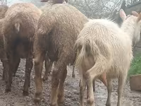 Cabra, Saanen goat — foto 3