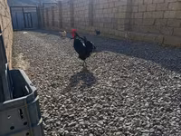 Chickens — 照片 6