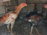Chickens — photo 1