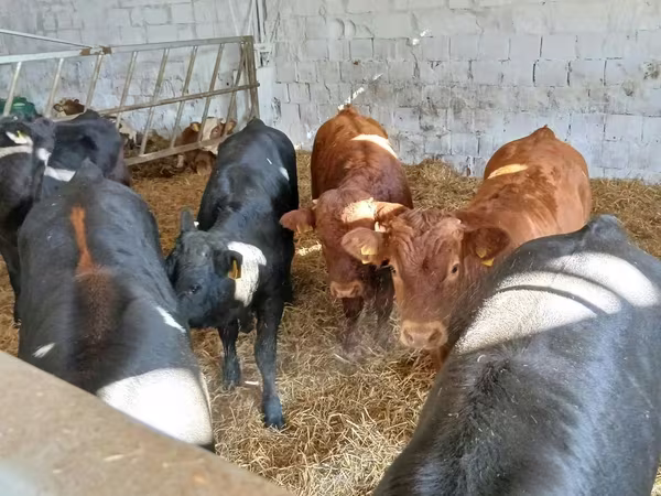 Cattle (batch, sex not specified), Limousin cow