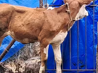 İnək, Simmental cattle — foto 4