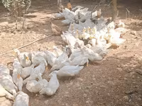 German Pekin — photo 7