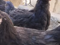 Chickens — photo 2