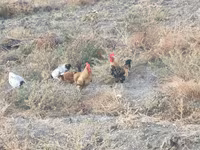 Chickens — फ़ोटो 3