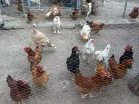 Chickens — Foto 1