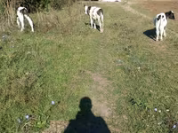 Buğa, Mal-qara — foto 2