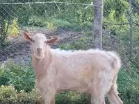 Keçi, Saanen goat — foto 2