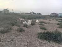 عنزة, الماعز — الصورة 3