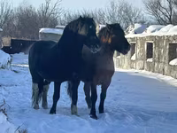 Caballo, Mugalzhar horse — foto 5