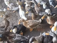 Ducks — foto 4