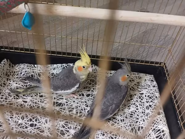 Məhsul: Nimfa (cockatiel) cütü və qəfəs Təsvir:qəfəs ilə birlikdə -