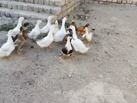 Ducks — Foto 3