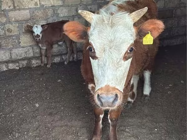 Krowa, Latvian Blue cattle