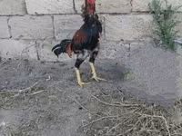 Chickens — foto 5