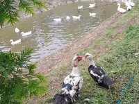 Amerika Pekin — 3-rasm