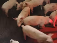 Säue, Schweine — Foto 2