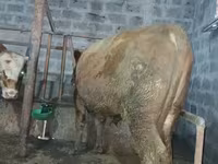 Bull, Cattle — photo 2