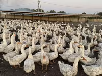 Geese — Foto 8