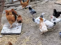 Chickens — photo 7