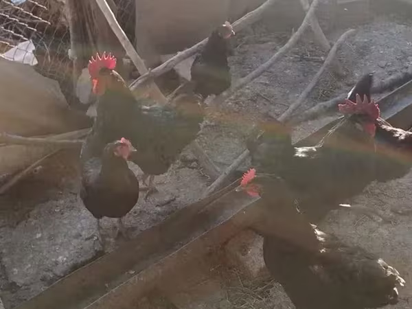 Chickens — أرمينيا