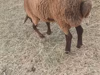 Sheep (batch, sex not specified), Sheep — photo 2