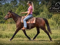 母马, Quarter Horse — 照片 3
