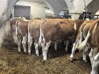 ثور, Simmental cattle — الصورة 3