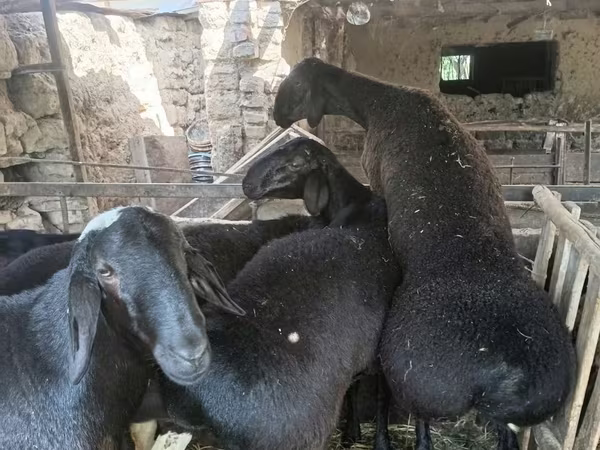 Qoç, Rhon sheep