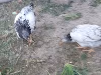 Chickens — Foto 3