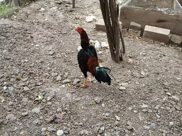Chickens — Azerbaijan