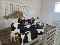 Býk, Russian Black pied cattle — foto 3