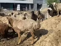 Qoç, Qoyunlar — foto 2