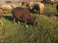 公羊, Sheep — 照片 3