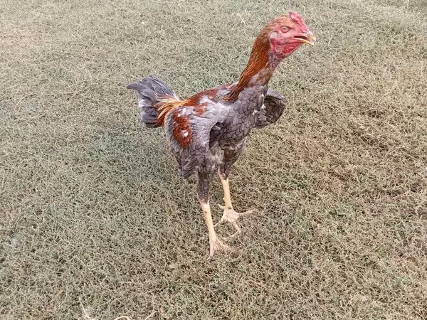 Chickens