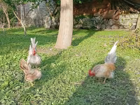 सेरामा — फ़ोटो 5
