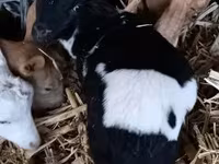 Baran, Dorper sheep — zdjęcie 2
