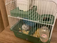 Cırtdan hamster və tam dəst qəfəs Məhsul təsviri: - Növ: cırtdan — الصورة 3