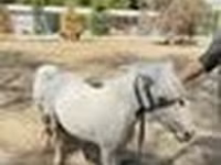 Caballos (lote, sexo no especificado), Australian Pony — foto 8