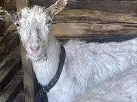 Ziege, Saanen goat — Foto 1