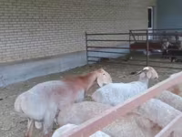 Qoç, Arashan sheep — foto 5
