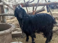Dişi keçi, Dagestan coarsewool goat — foto 4