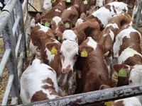 أبقار (دفعة، الجنس غير محدد), Simmental cattle — الصورة 2