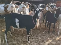 Ziege, Toggenburg goat — Foto 6