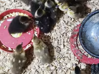 Ducks — photo 2